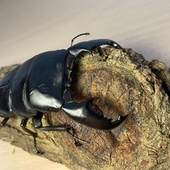 ②スマトラオオヒラタ♂93mmの画像