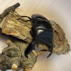 ②スマトラオオヒラタ♂93mmの画像