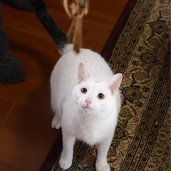 白猫　人なれ最高