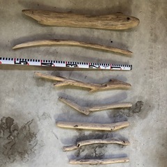 流木　大小たくさん‼️の画像