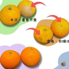 愛媛県産あいかの画像