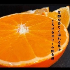 愛媛県産あいかの画像