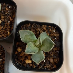 アガベ　ポタトラム系５株セットの画像