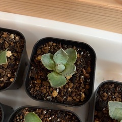 アガベ　ポタトラム系５株セットの画像