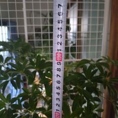 カポックの画像