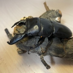 ③スマトラオオヒラタ♂93mmの画像