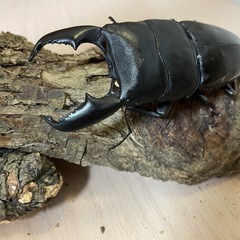 ④スマトラオオヒラタ♂94mmの画像