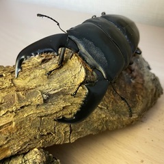 ④スマトラオオヒラタ♂94mmの画像