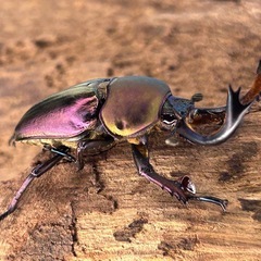 生きた宝石💎✨パプアキンイロクワガタ幼虫の画像