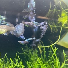 モスコブルーグッピーの画像