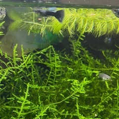 モスコブルーグッピーの画像