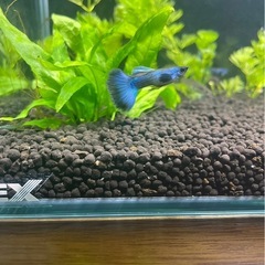 モスコブルーグッピーの画像