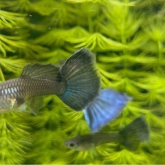 モスコブルーグッピーの画像