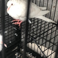 ギンバトの画像