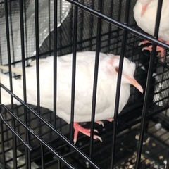 ギンバトの画像