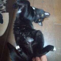 急再募☆懐っこかわいい黒子ネコちゃんの里親様になってください！