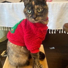 幸せくれるマロンちゃん　過去一甘えん坊な女の子　1歳　