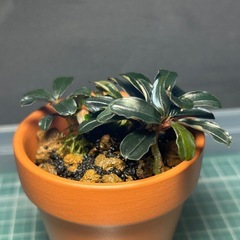 Bucephalandra sp. 'Brownie Ghost'（12/20 水上葉）の画像