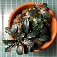 Bucephalandra sp. 'Brownie Ghost'（12/20 水上葉）の画像