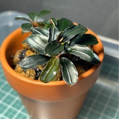 Bucephalandra sp. 'Brownie Ghost'（12/20 水上葉）の画像