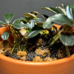 Bucephalandra sp. 'Brownie Ghost'（12/20 水上葉）の画像