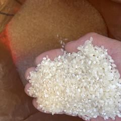 好評！短期間スポット販売！（10k入り扱い）炊く前の、お米の粒が見た目悪いお米（白米）です（普通米も入ってますが中米が主で白い米多いし欠けた米も入ってます）炊飯すると普通のごはんになります（実際盛った写真）の画像