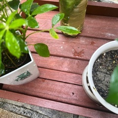 観葉植物　　　　受け台　屋内の画像