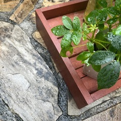 観葉植物　　　　受け台　屋内の画像