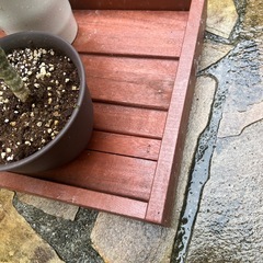 観葉植物　　　　受け台　屋内の画像