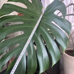 観葉植物大きめモンステラの画像