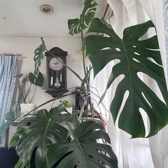 観葉植物大きめモンステラの画像