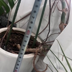 観葉植物大きめモンステラの画像