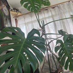 観葉植物大きめモンステラの画像