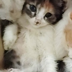 多頭崩壊レスキュー