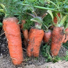 　無農薬冬野菜　2025　　の画像