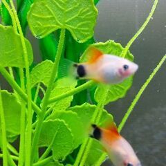 ハイフィンレッドバックミッキーマウスプラティ(熱帯魚)の画像
