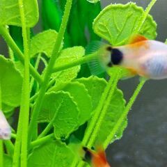 ハイフィンレッドバックミッキーマウスプラティ(熱帯魚)の画像