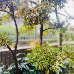 枝作りのさつき（高さ約120cm）根鉢付きの画像