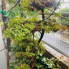 枝作りのさつき（高さ約120cm）根鉢付きの画像