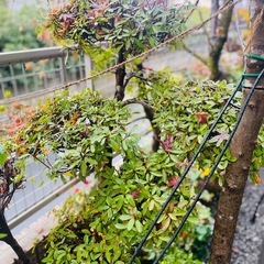 枝作りのさつき（高さ約120cm）根鉢付きの画像