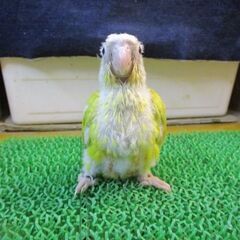 ウロコインコ　雛ちゃん　