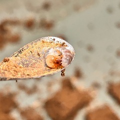 72㎜　エラフスホソアカクワガタ　WF1幼虫の画像