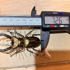 72㎜　エラフスホソアカクワガタ　WF1幼虫の画像