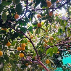 無農薬　柚子5個の画像