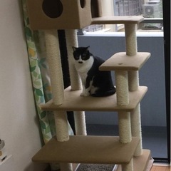 キャットタワー　シニア用の画像