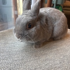 うさぎ（ネザー）