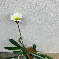 🌼 ガザニアの画像