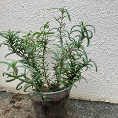 🪴 ローズマリー①の画像