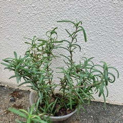 🪴 ローズマリー①の画像