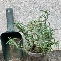 🪴 ローズマリー①の画像